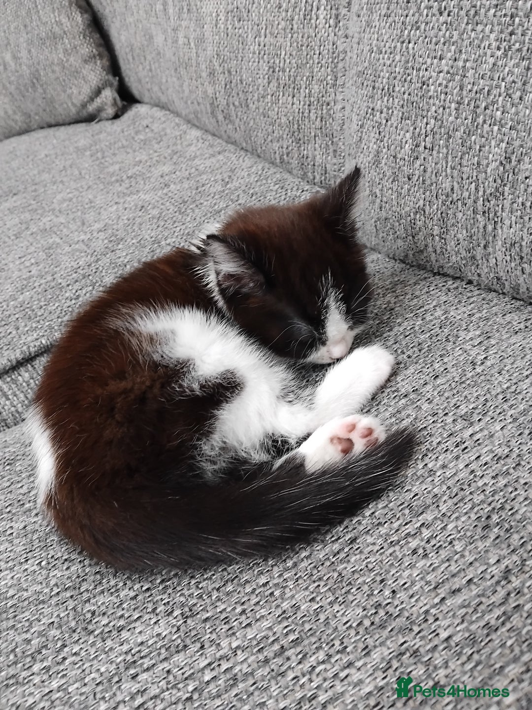 Mixed Breed cats for sale: Sister Kittens Available  - Advert 3