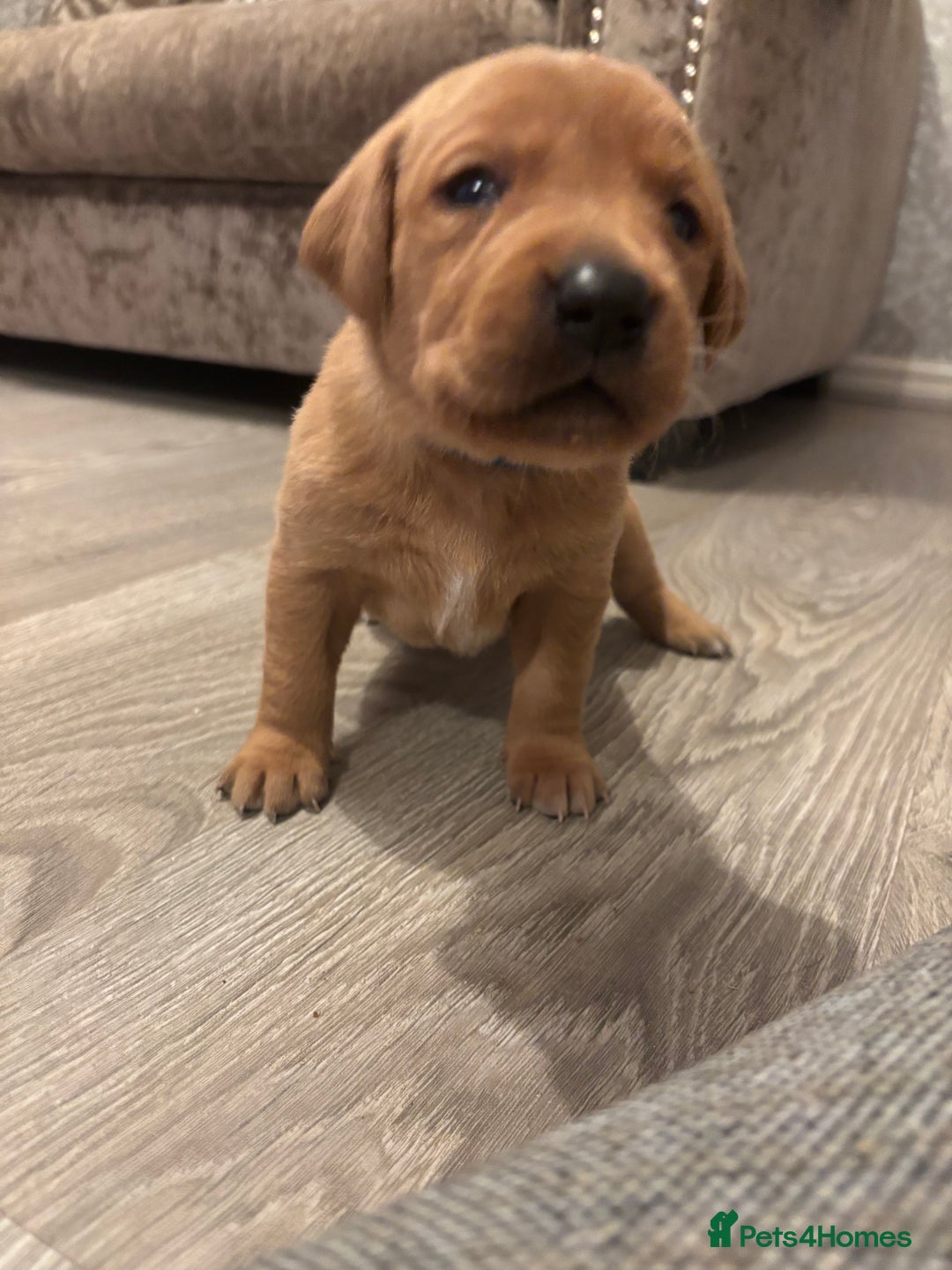 Labrador Retriever dogs for sale: 7 beautiful Labrador puppies red and black  - Advert 14