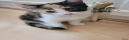 Turkish Angora cats for sale: Turkish angora mixed - Advert 3