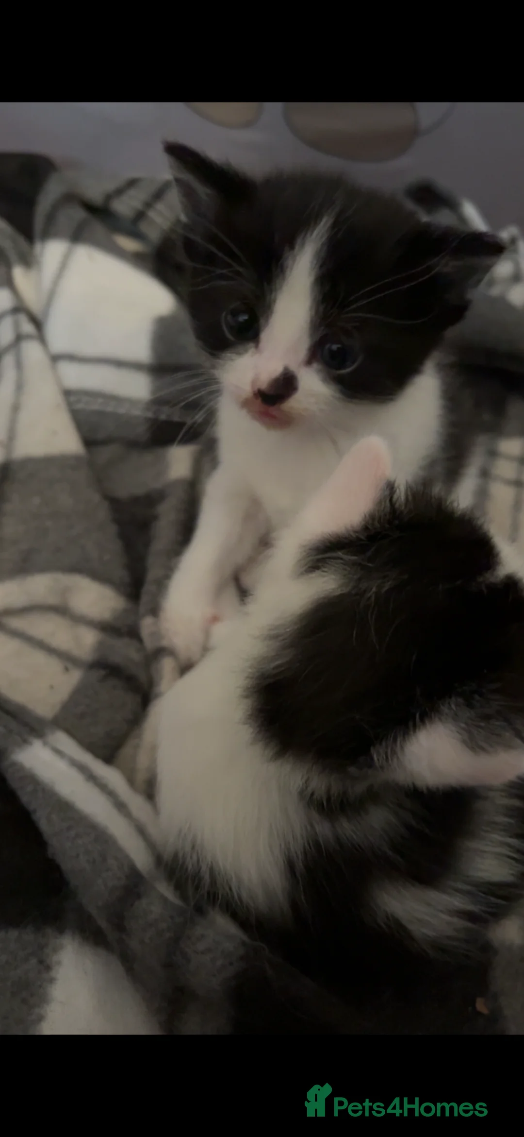 Mixed Breed cats for sale: 4 adorable kittens for sale  - Advert 2