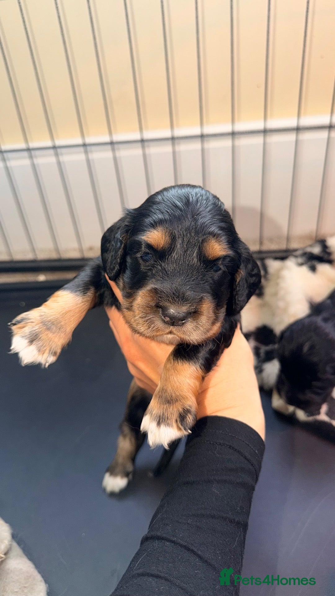 Cocker Spaniel dogs Beautiful Cocker Spaniel Puppies - 5 Girls&2 Boys - Advert 2