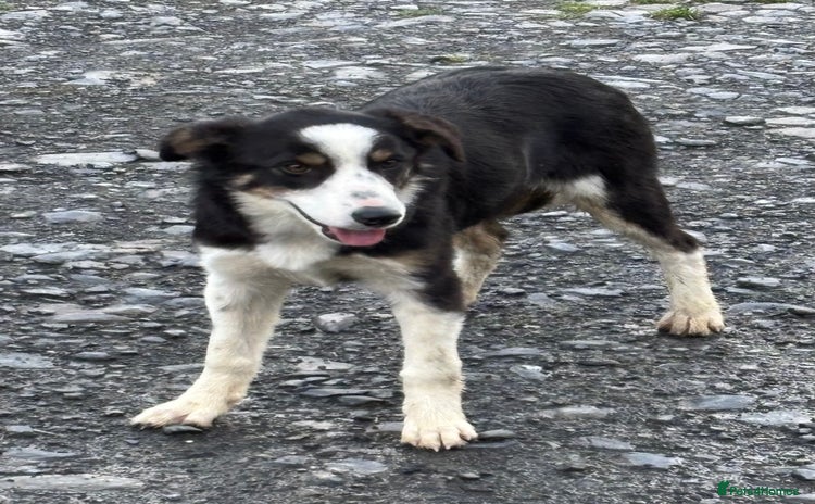 Border Collie dogs - Advert 2