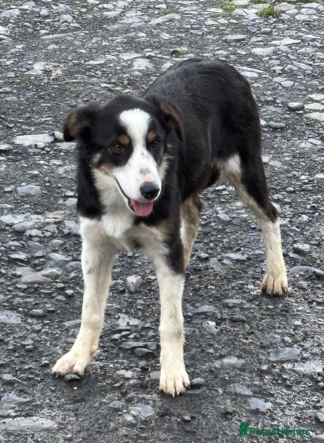 Border Collie dogs for sale: Border Collie female - Image 1
