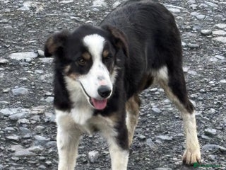 Border Collie dogs - Advert 9
