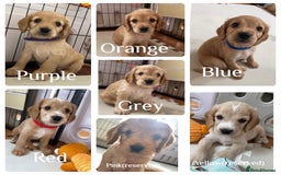 Cockapoo dogs for sale: Beautiful cockapoo pups - Image 1