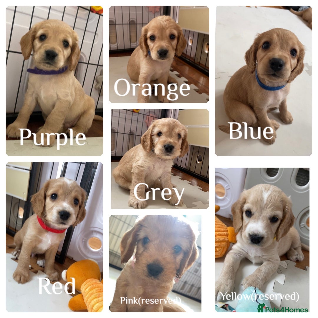 Cockapoo dogs for sale: Beautiful cockapoo pups - Image 1