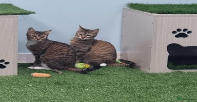 Mixed Breed cats - Advert 1