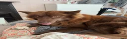 Utonagan dogs for sale: Crufts Line Husky x Malamute - Health tested 🐾 - Advert 13