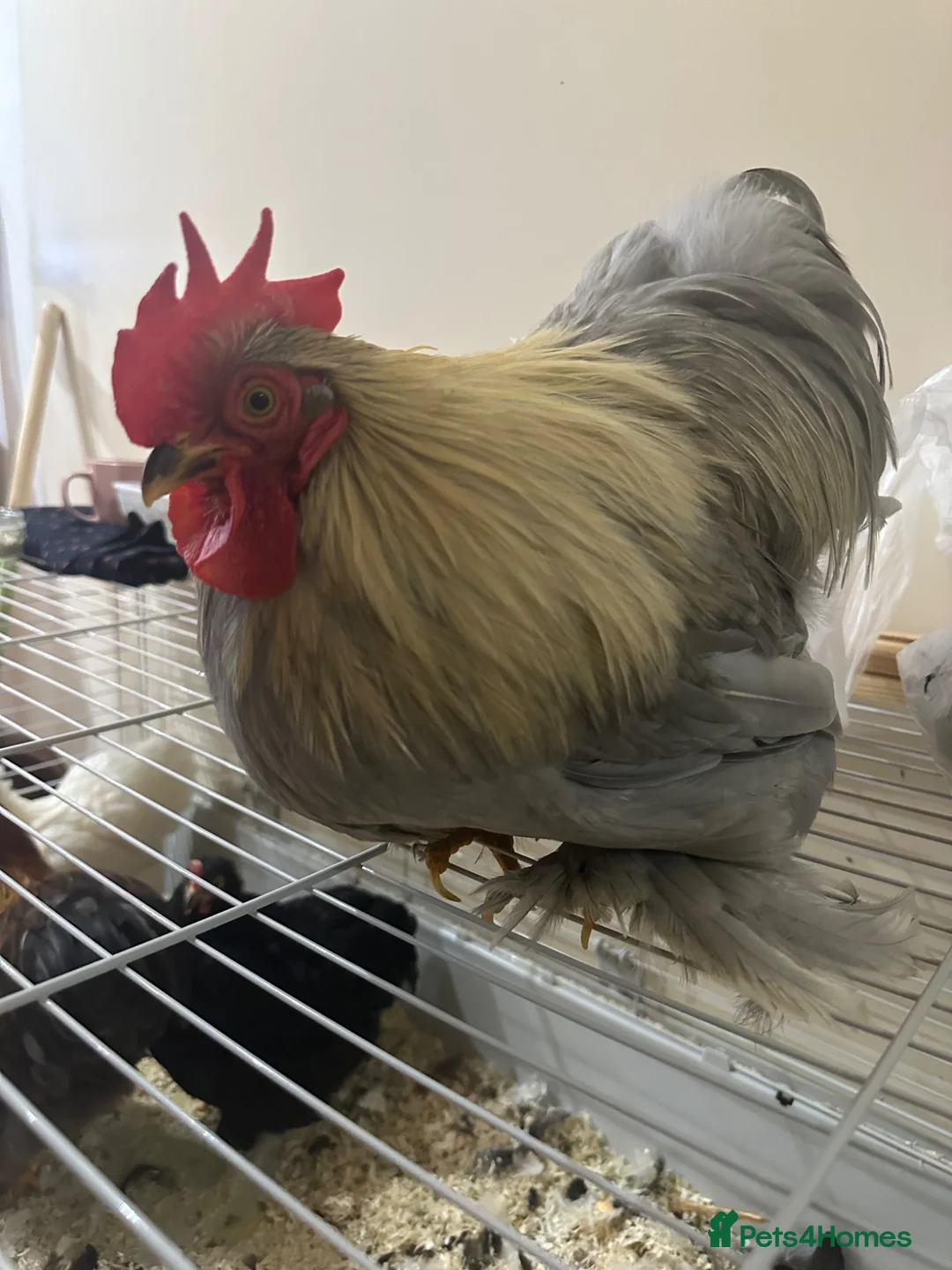Chickens poultry for sale: Cochin Bantam - Advert 9