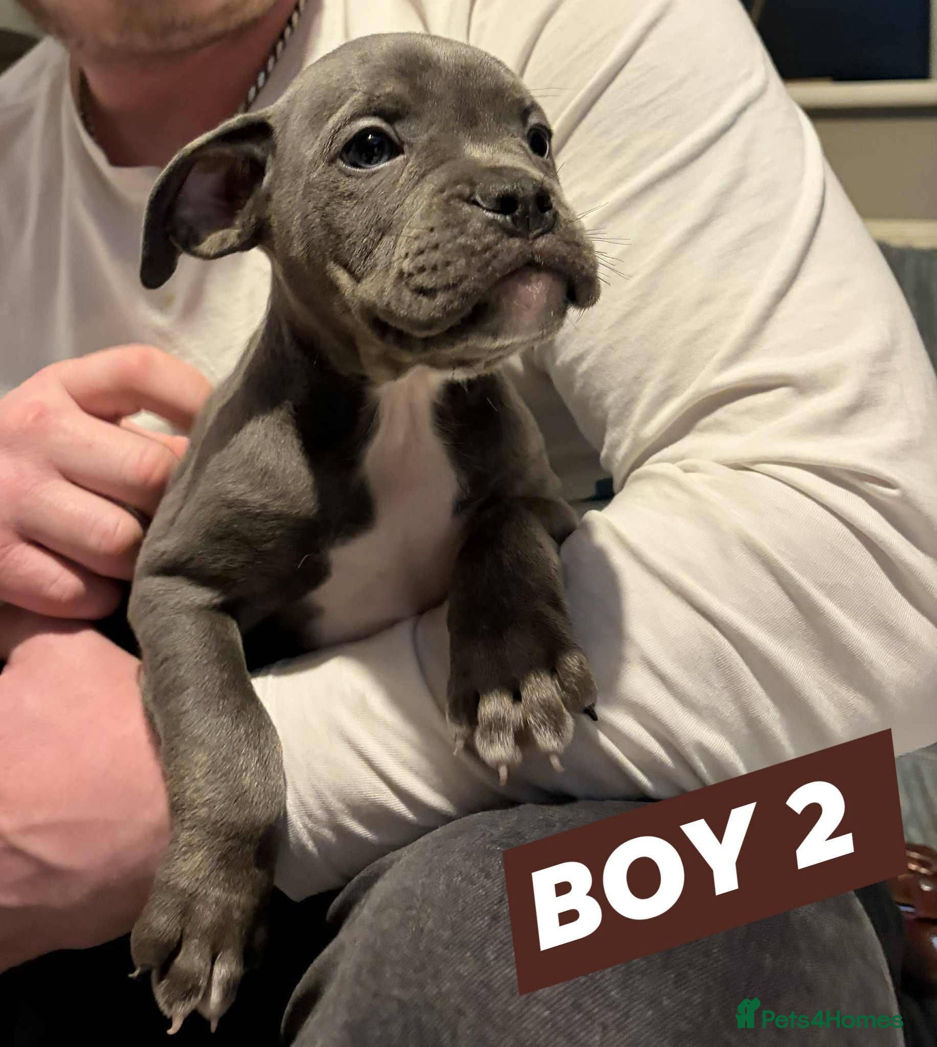 American Bully dogs Pocket bully - Advert 7