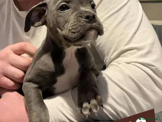 American Bully dogs Pocket bully - Advert 7