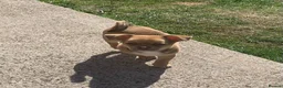 Chihuahua dogs for sale: Chihuahua boy - Advert 4
