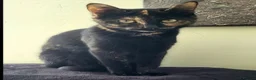 Mixed Breed cats for sale: Mum & Son in Hayling Island - Advert 7