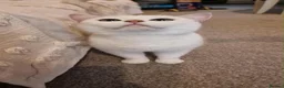 British Shorthair cats for sale: ❤️👑QUEEN CHINCHILLA SILVER BRITISH SHORTHAIR  - Advert 12