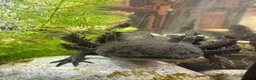 Axolotl reptiles for sale: Axolotl looking for new waters  - Advert 5