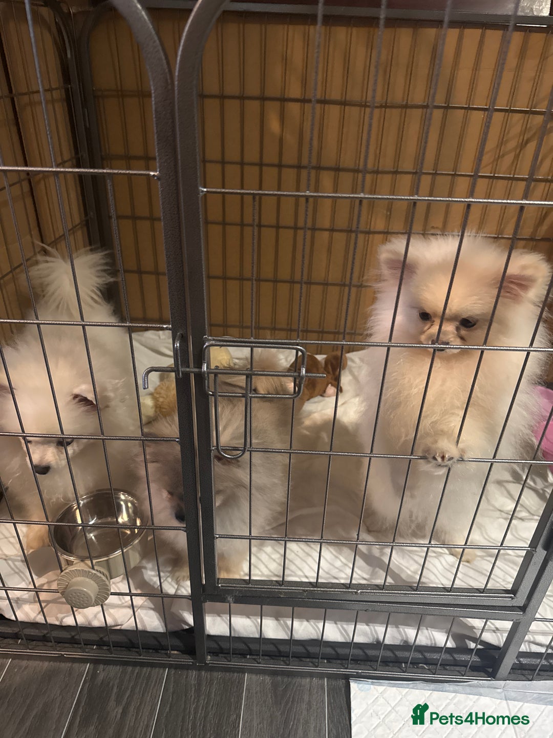 Pomeranian dogs for sale: Pomeranian  - Advert 5