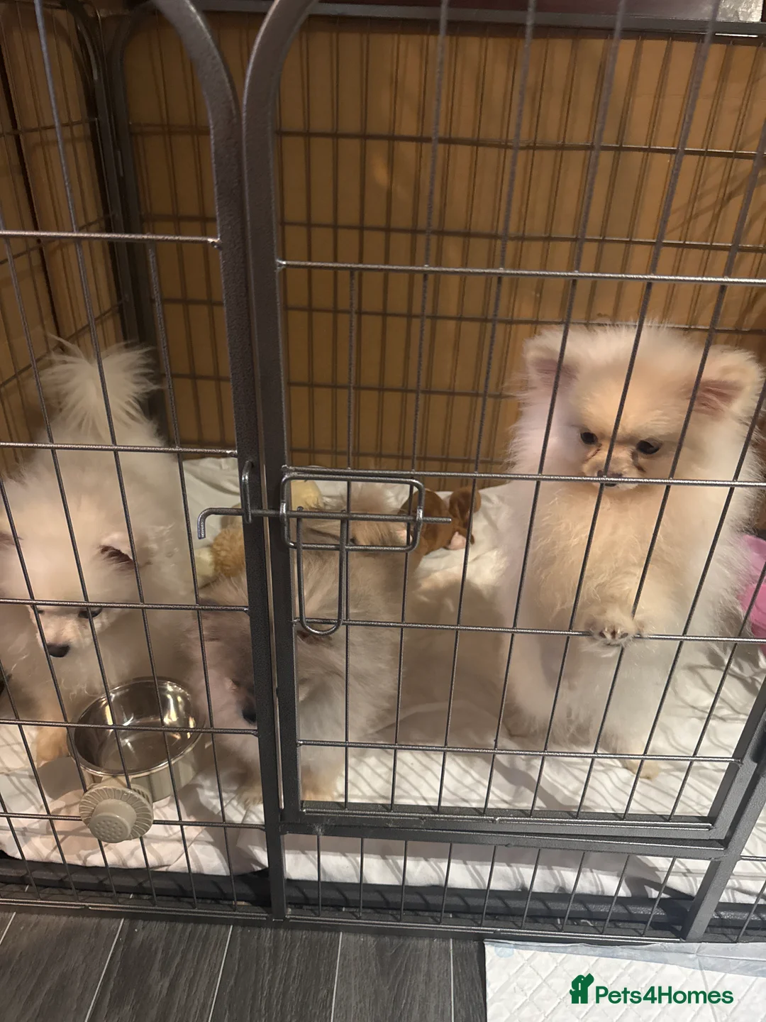 Pomeranian dogs for sale: Pomeranian  - Advert 5