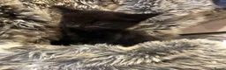 Mixed Breed cats for sale: Four beautiful mixed breed kittens - Advert 4
