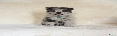  Rare blue Merle male chow chow 