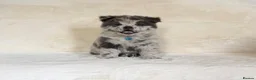 Chow Chow dogs for sale: Exotic colour pure chow chow puppies for sale  - Advert 5
