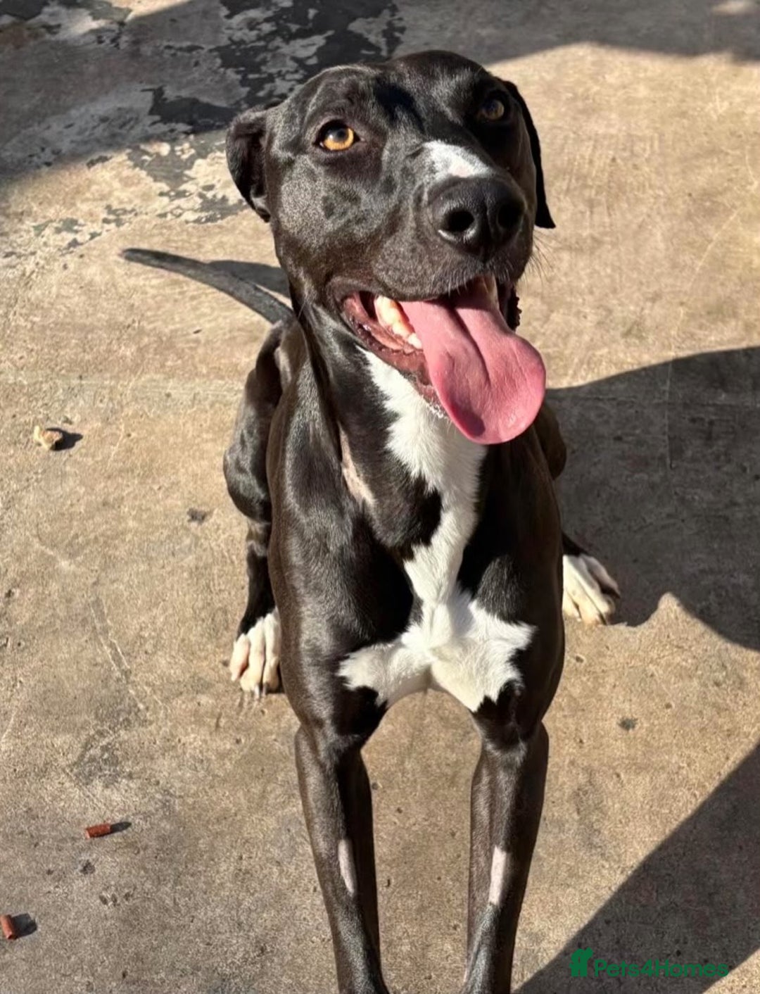 Lurcher dogs for adoption: Draco - Image 1