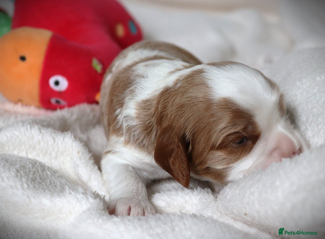 Cavapoo dogs for sale: 🌟Rare F1b Reverse Cavapoo(3/4 Cavalier1/4 Poodle) - Image 12