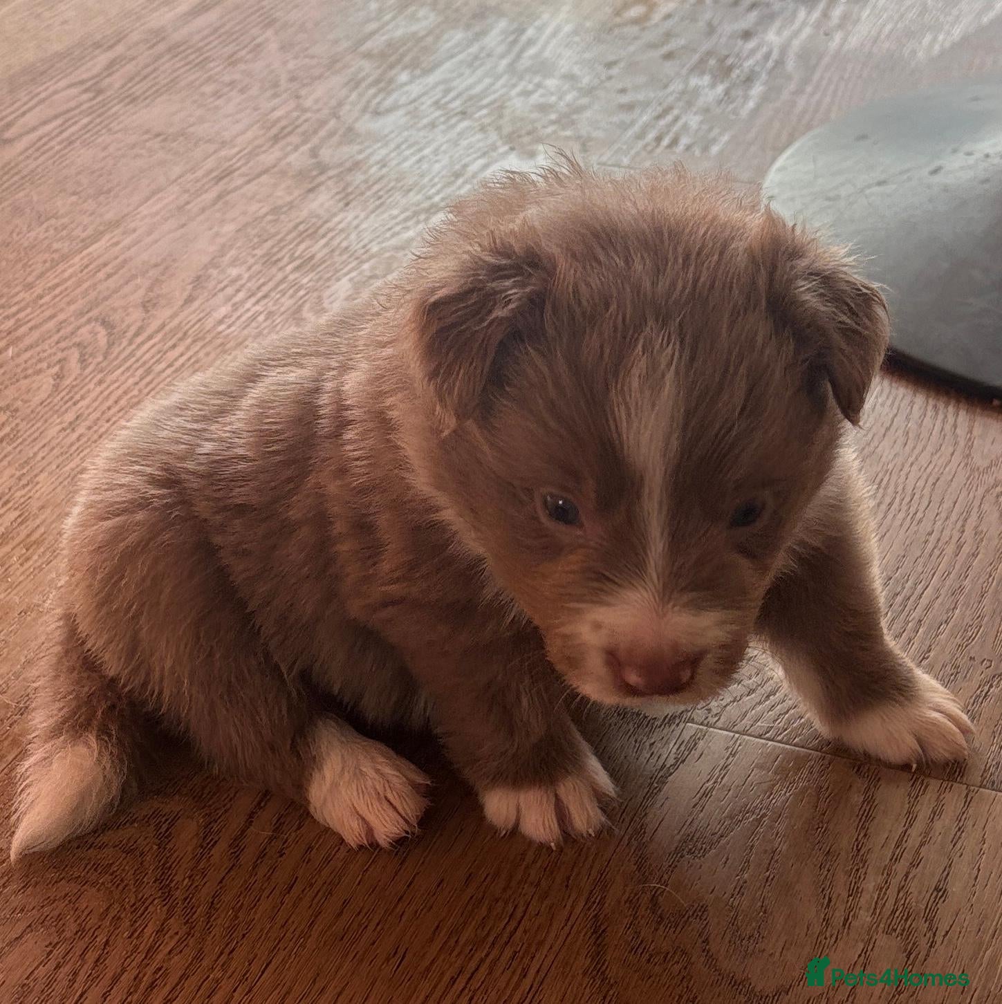 Border Collie dogs KC Registered Show Border Collie Puppies - Advert 2