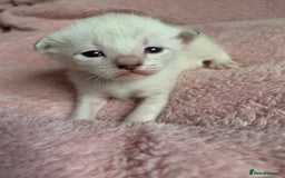 Siamese cats for sale: Siamese x Maine coon  - Advert 8