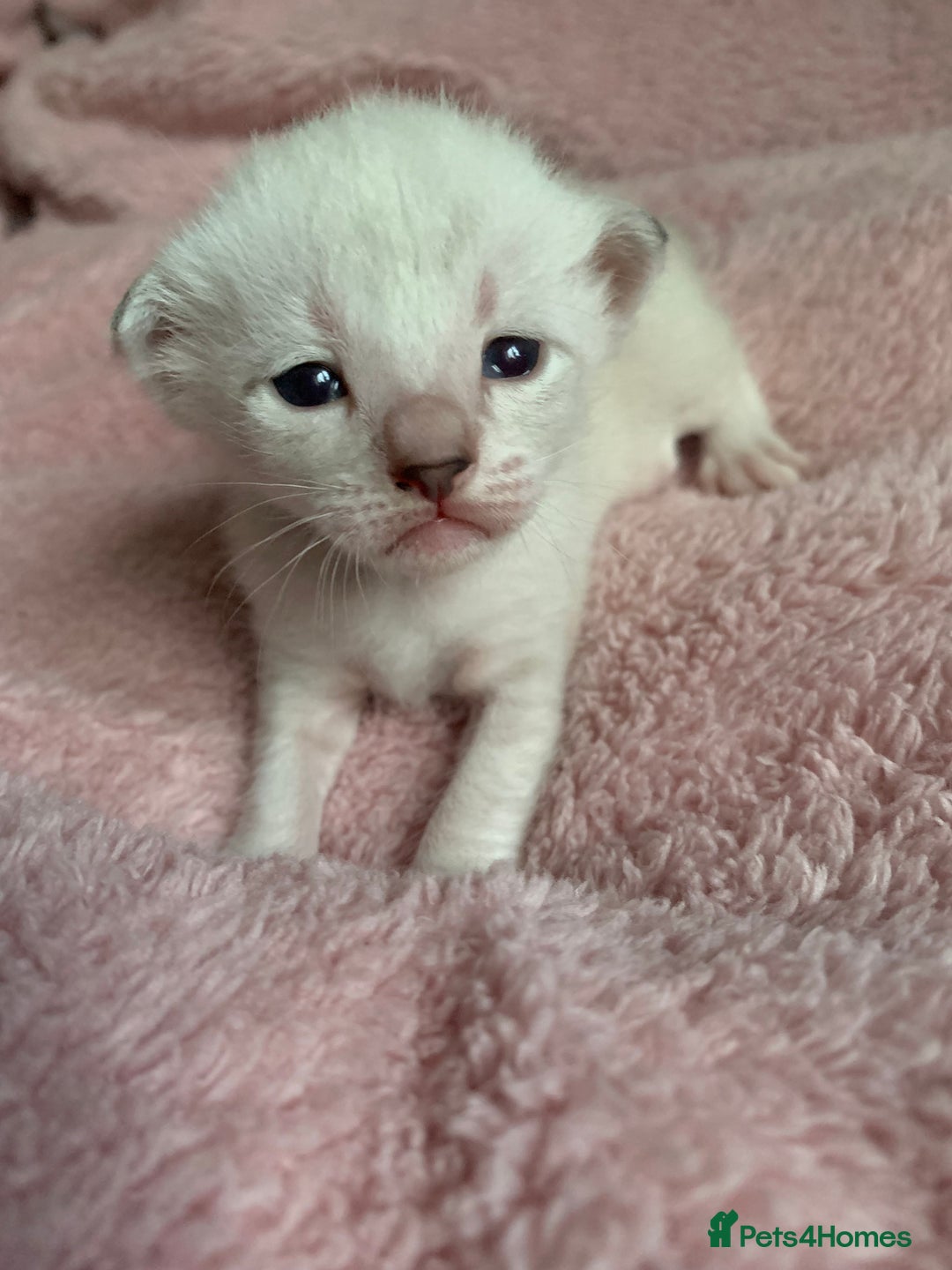 Siamese cats for sale: Siamese x Maine coon  - Advert 8