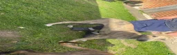 Mixed Breed dogs for sale: Saluki whippet grayhound  - Advert 5
