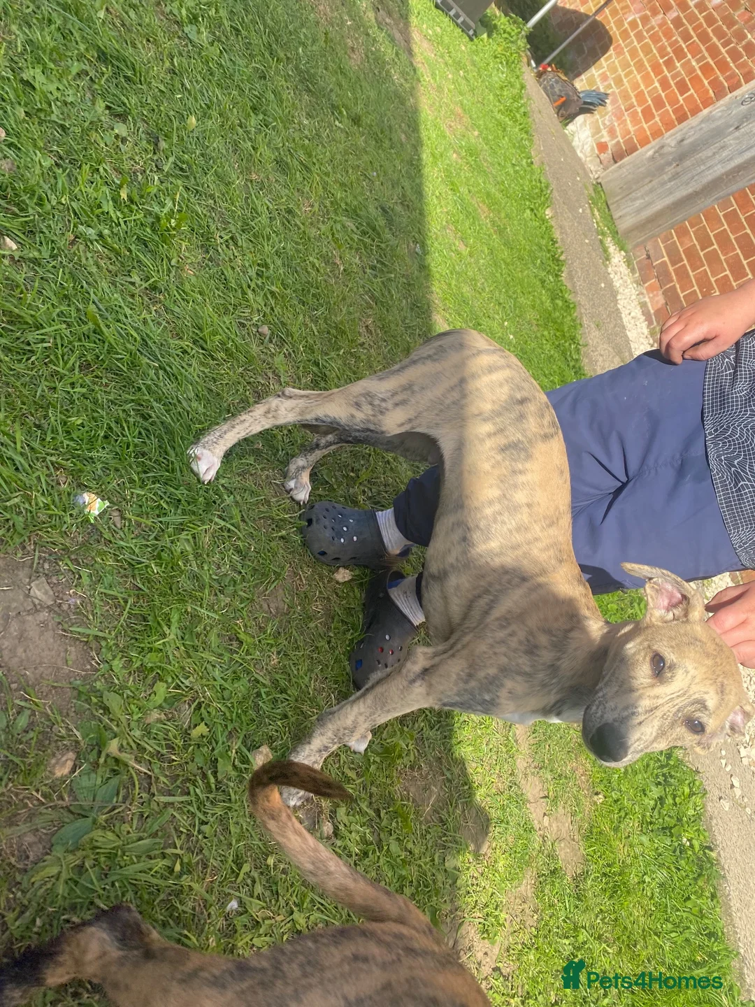 Mixed Breed dogs for sale: Saluki whippet grayhound  - Advert 5