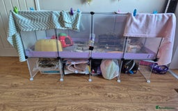 Guinea Pig rodents for sale: 2 female bonded Guinea Pigs - Advert 6