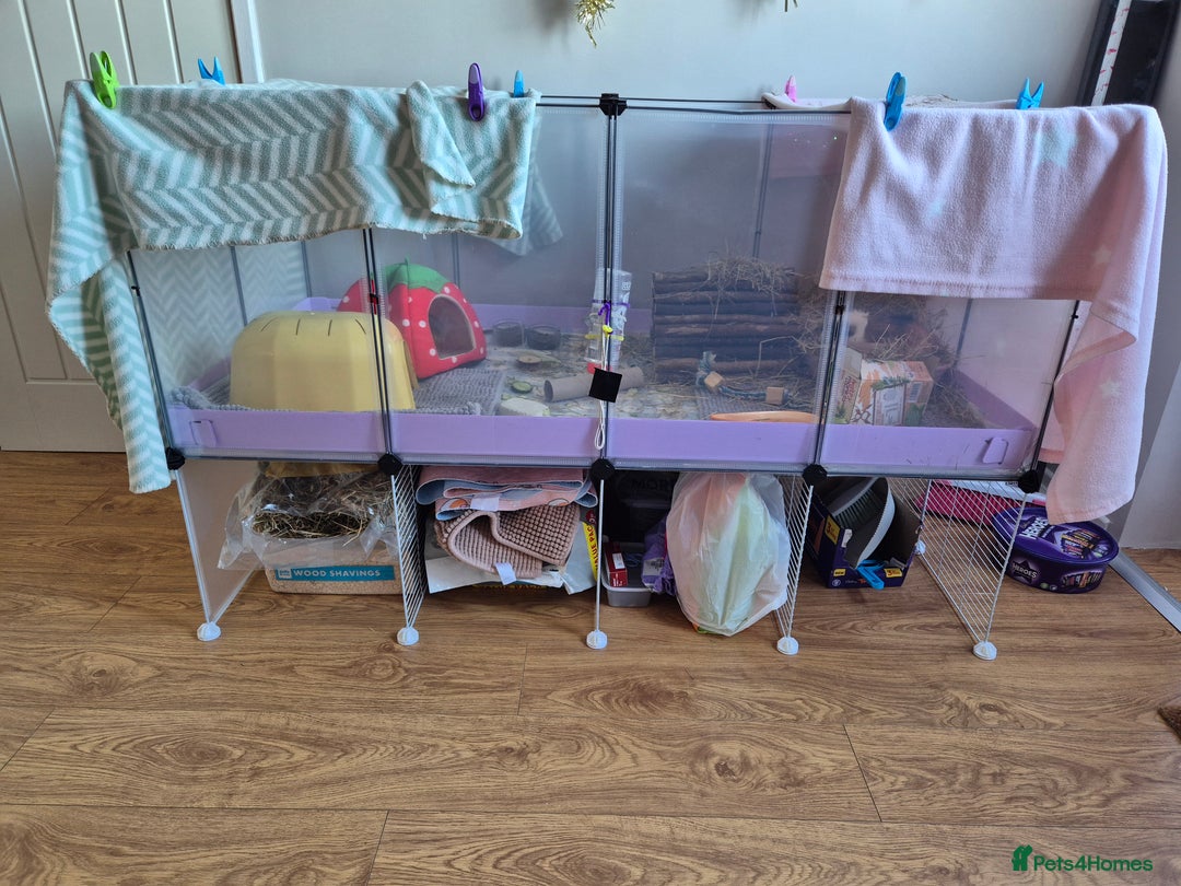 Guinea Pig rodents for sale: 2 female bonded Guinea Pigs - Advert 6