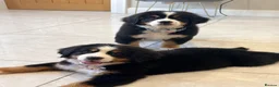 Bernese Mountain Dog dogs for sale: Kc Bernese mountain pups  - Advert 10