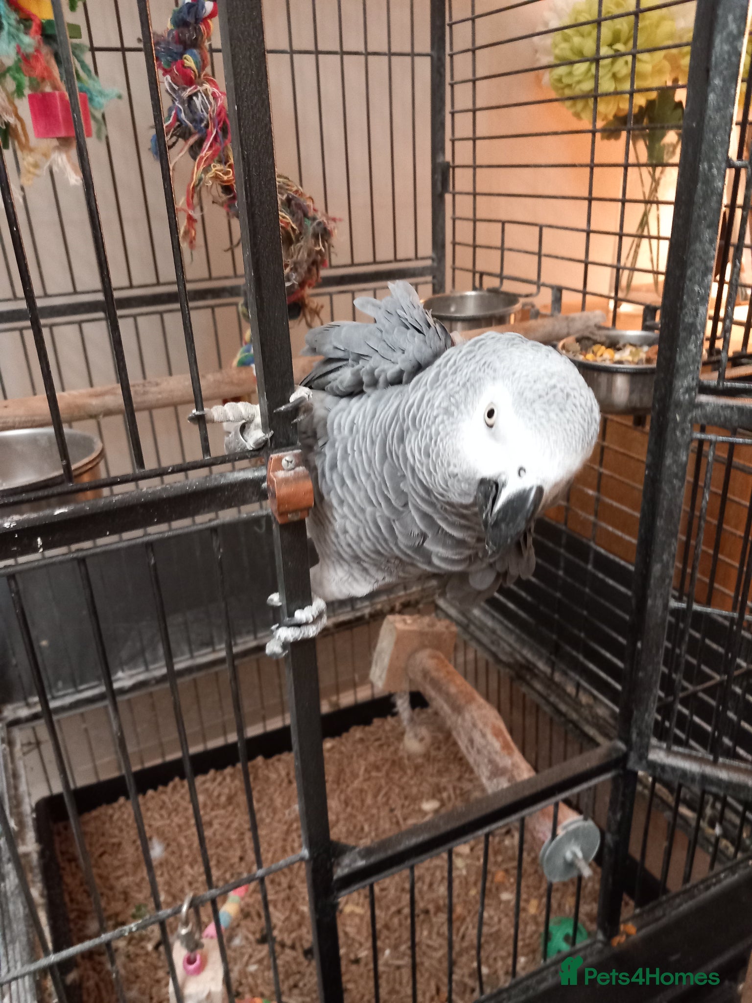 Parrots birds Amazon grey parrot - Advert 2