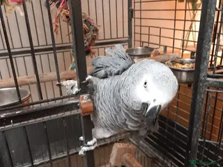 Parrots birds Amazon grey parrot - Advert 7