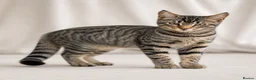 British Shorthair cats for sale: Stunning half Main Coon kitten ready for new home - Advert 28