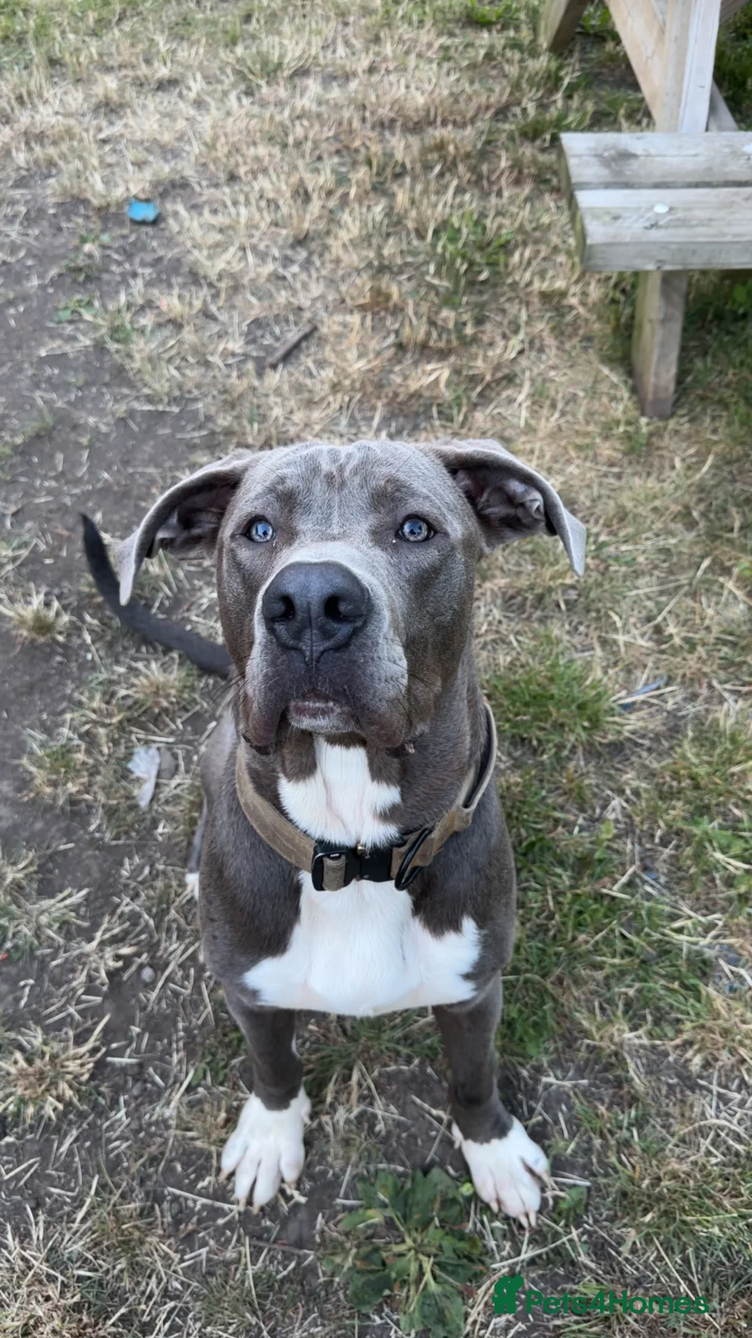 Mixed Breed dogs for sale: Mastiff/presa  - Advert 2
