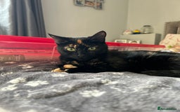 British Shorthair cats for sale: Female older cat - Image 3