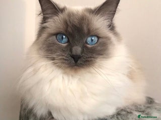 Ragdoll cats for sale - Advert 1