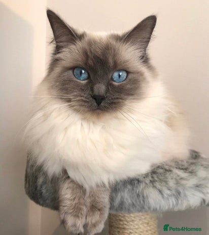 Ragdoll cats - Advert 3