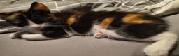 Domestic Shorthair cats for sale: 5 beautiful lovely kittens 🐾🐾 in Boston - Advert 16