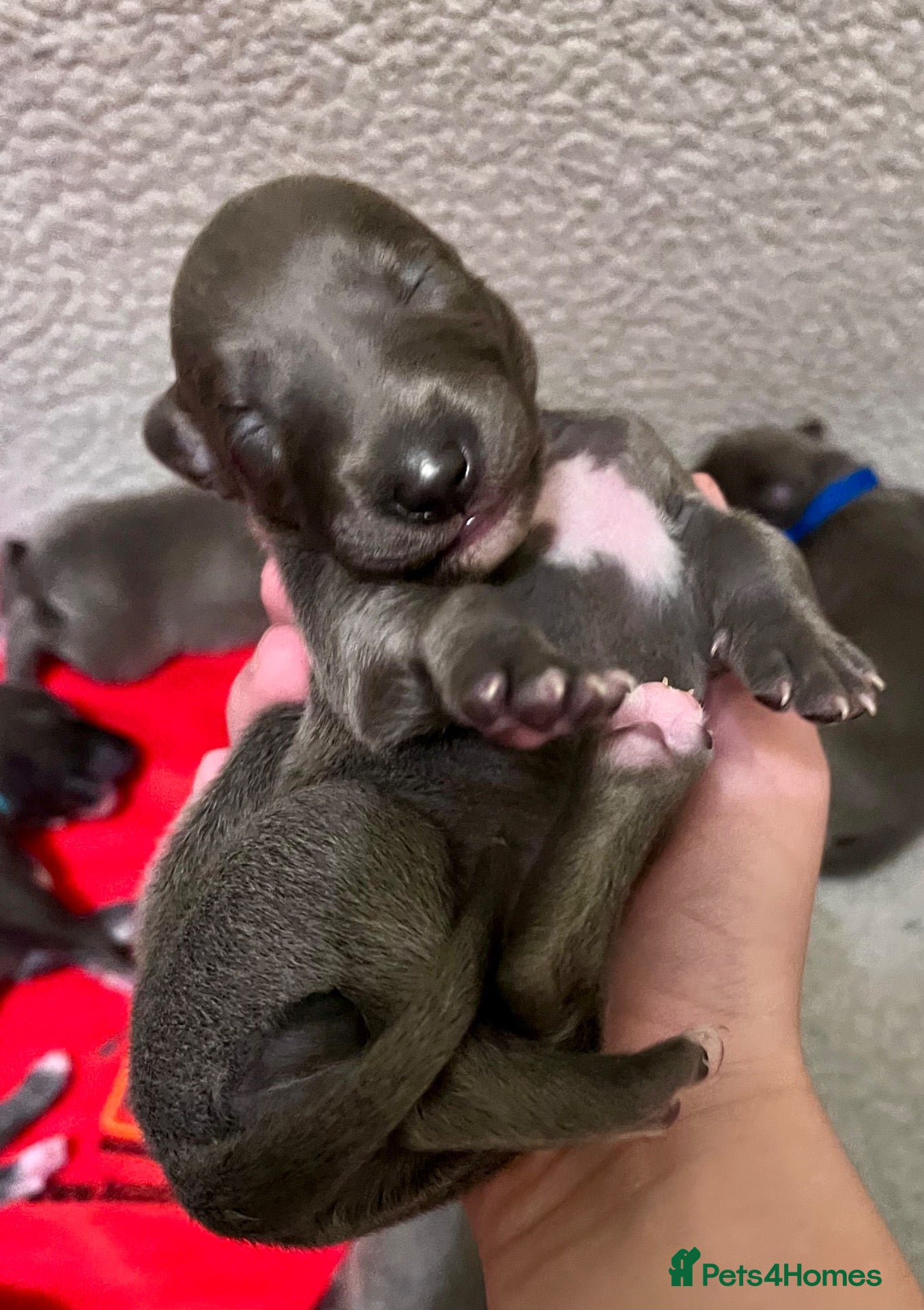 Whippet dogs KC Reg blue whippet puppies - Advert 2