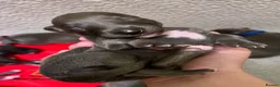 Whippet dogs for sale: KC Reg blue whippet puppies in Ledbury - Advert 2
