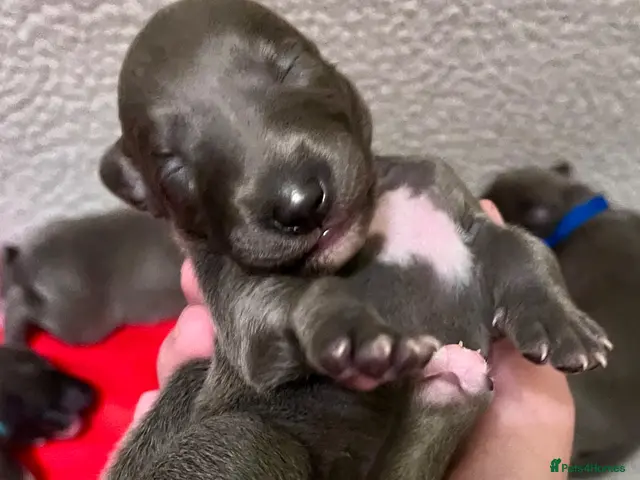 Whippet dogs for sale: KC Reg blue whippet puppies - Advert 2