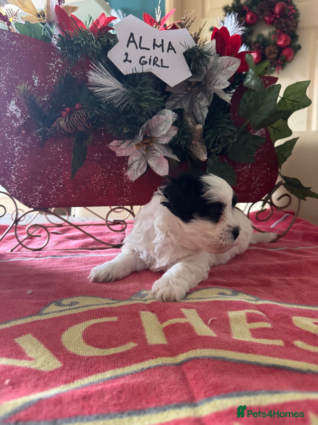 Bichon Frise dogs for sale: Bichon Frise X Bichon Havanez  - Image 13