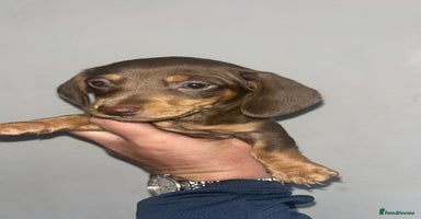 Dachshund dogs - Advert 15