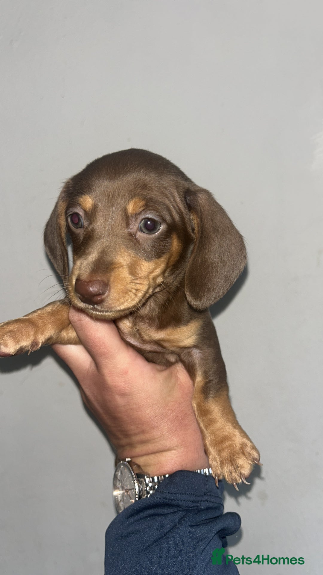 Dachshund dogs for sale: 🐾Dachshund puppies for sale 🐾 - Image 3
