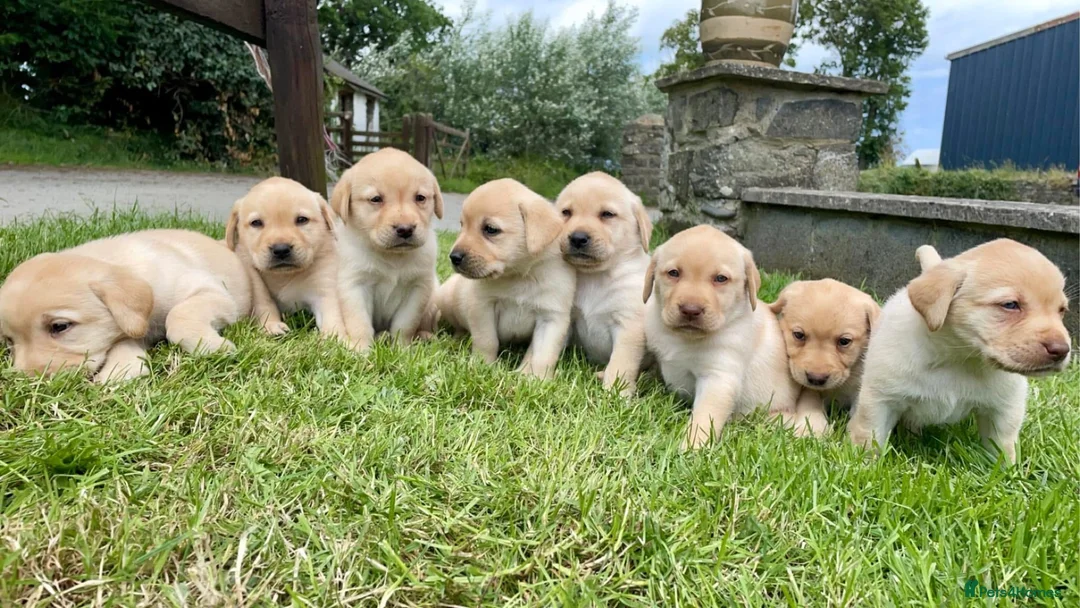 Labrador Retriever dogs for sale: Labrador puppies - Advert 1