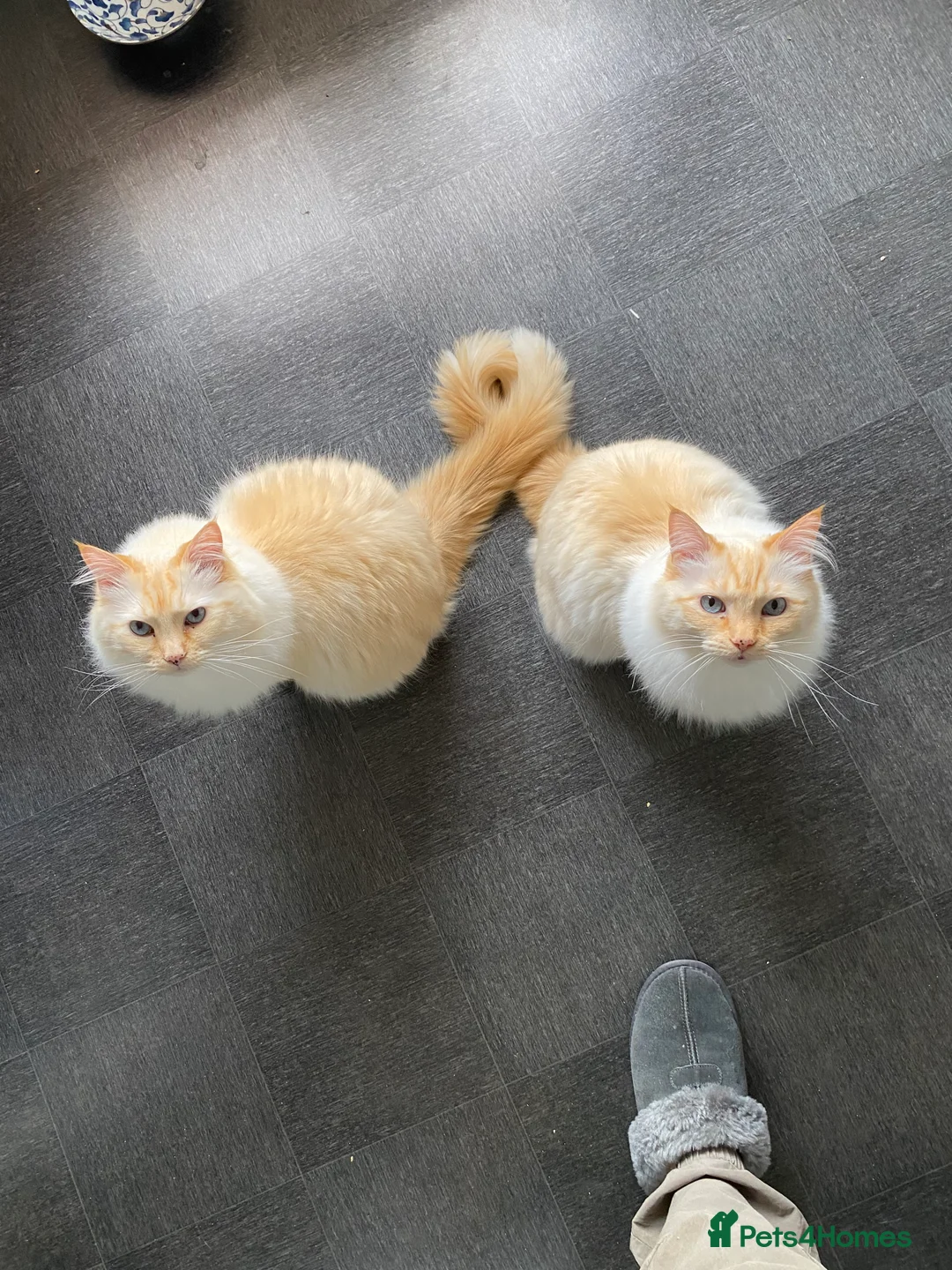 Ragdoll cats for sale: 2 ragdoll 8 year old brothers - Advert 5